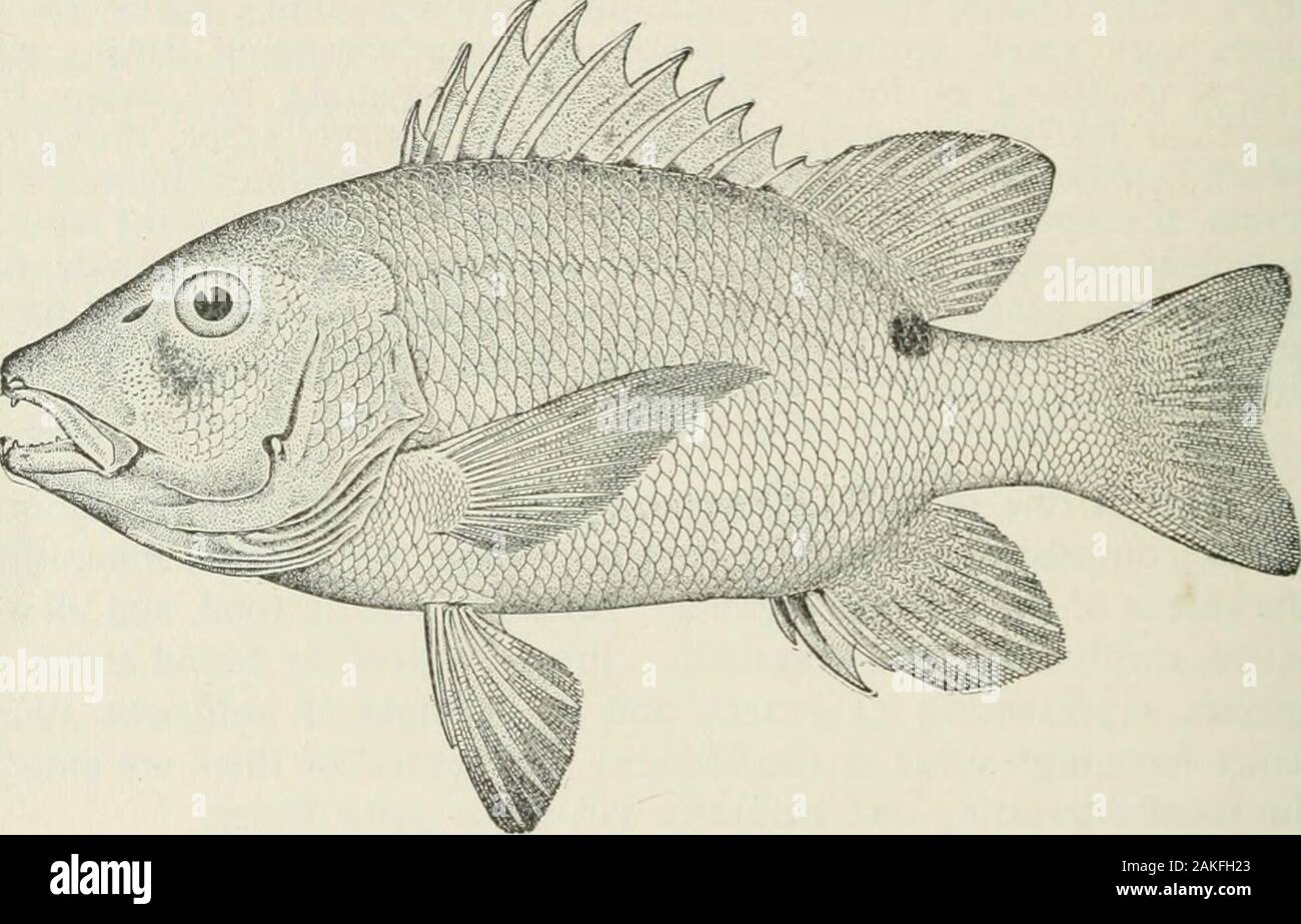 American food e selvaggina Pesci : un popolare conto di tutte le specie in  America, a nord dell'equatore, con chiavi per una pronta identificazione,  storie di vita e di metodi di cattura .