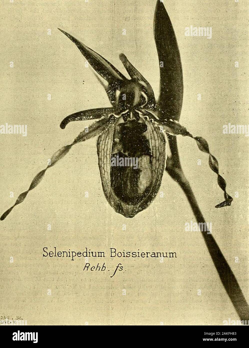 I giardinieri' cronaca : un settimanale illustrato ufficiale di orticoltura e materie affini . favorevole nella stessa direzione. Successivamente, Grigors Arboricoltura,che dice idem e descrive e raffinati esempi di quarantacinque anni di età, non lontano da John O Groats, e luoghi atother nelle Highlands ; e infine ci isBrowns Forester sullo stesso lato. Experiencedcultivators e scrittori possono essere accreditati, someextent, con sapere qualcosa del loro oggetto.Può Sir Charles abbinarli sull'altro lato ? Il sig. Asto A. D. Websters assertiou che il Deodar è ma per confronto 1 qui inviare buona,mat Foto Stock