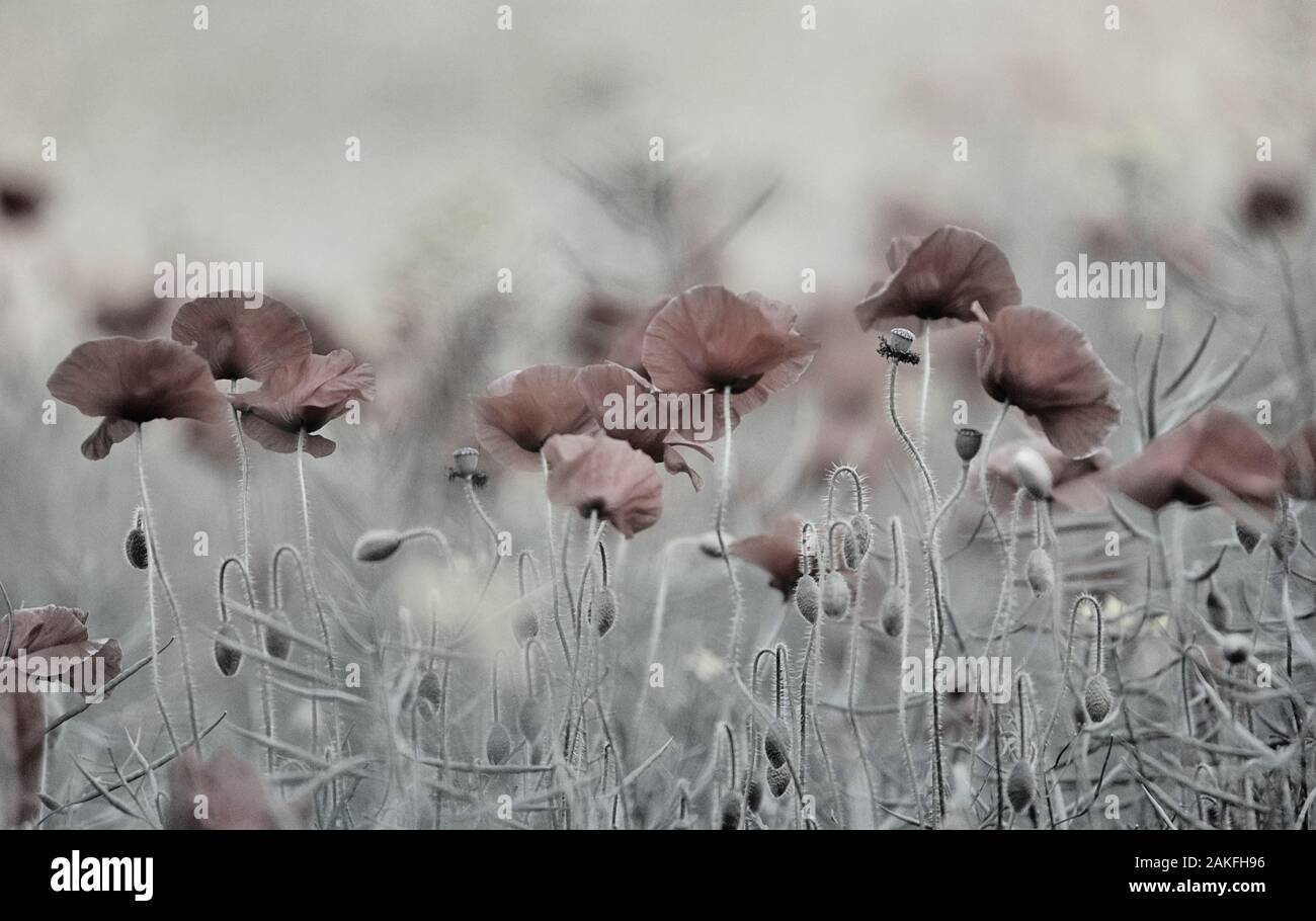 Un campo di papaveri rossi, England, Regno Unito Foto Stock