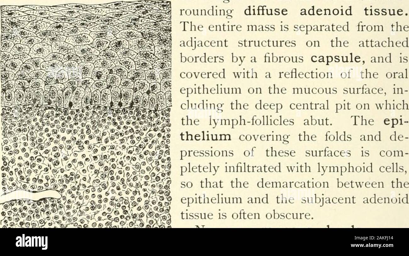 Un libro di testo di istologia normale: tra cui un conto dello sviluppo dei tessuti e degli organi . upplying mucosa-la-glossopharyn geal e il ramo linguale della trifacial-fine o sotto theepithelium nel modo usuale, o in stretta relazione con il organsof speciale senso-le papille gustative. Numerosi i gangli microscopiche alsooccur lungo il loro corso, in particolare in connessione con le fibre delcarrello glosso-faringea nervo. Le tonsille. Le tonsille rappresentano composto le ghiandole linfatiche, mentre con-siderable esiste variazione di forma e di dimensione, ciascun organo consistingof un agg Foto Stock