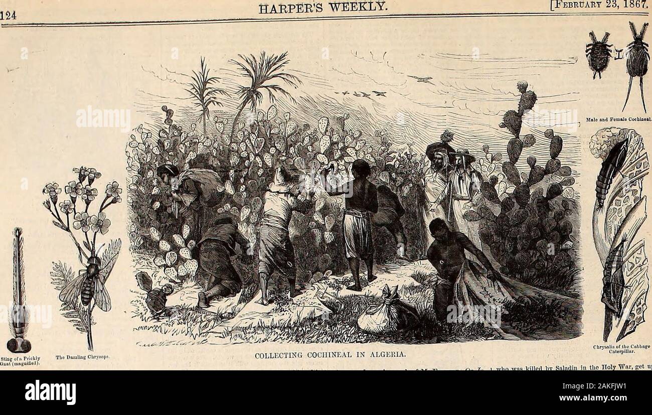 Harper's weekly . HARPERS WEEKLY. [23 febbraio. Raccogliendo la cocciniglia.Messico, Georgia, So.il , i i h , 11, i i. Hi mil nullo nella II . rnitrd s Ahl.,.i,;:li ho.uJici.c.^ -... H I ..Micc-tnll. inlr...l..cul nello stesso periodo. Vi hirfje cncravinE è il r,Neal. Wild la cocciniglia è stagno. vira, pelucchi thatwhii ily tre volte .li.ni.e. ihe i, e poi .1 :, ,".l.-i ,ri di una Deep Purple o liiniinc iii.i.iii -i"i pound-, iii 1- mi sembrano-ance di piccole.-hrr.clcd l.e.riosol n marrone intenso,viola o niull.cri-y colore..villi mentre mallei l.e-,,v,,.n ihcwriiiU.-. Theysufleriioohnne-elrem io.I-II ? : ,:Iiiii--l,:;!: ?[ ;!i,. Foto Stock