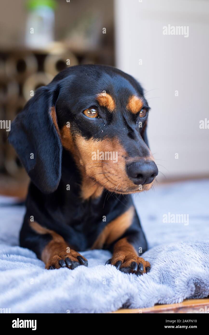 Black And Tan Dachshund, Durban, Sudafrica Foto Stock