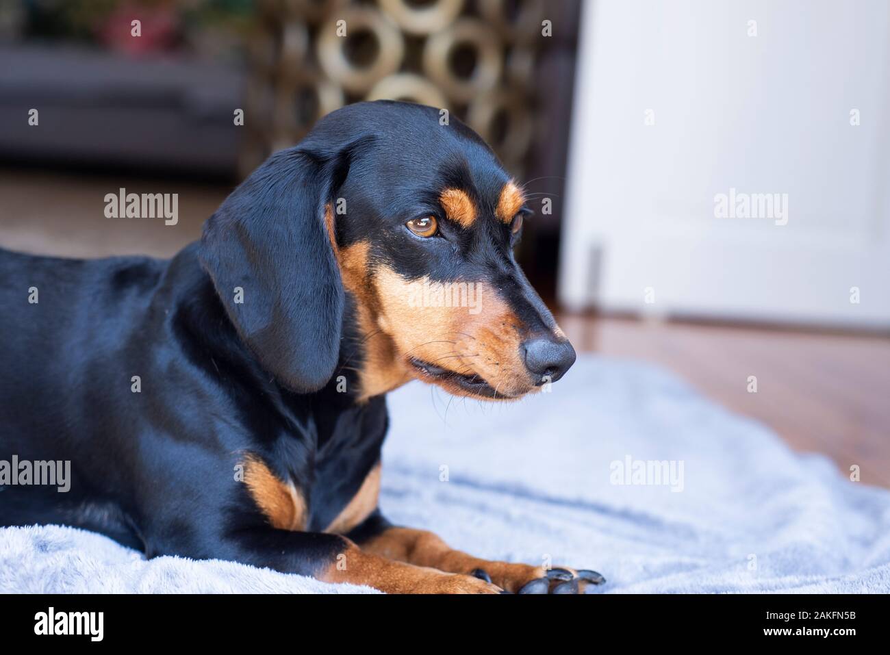 Black And Tan Dachshund, Durban, Sudafrica Foto Stock