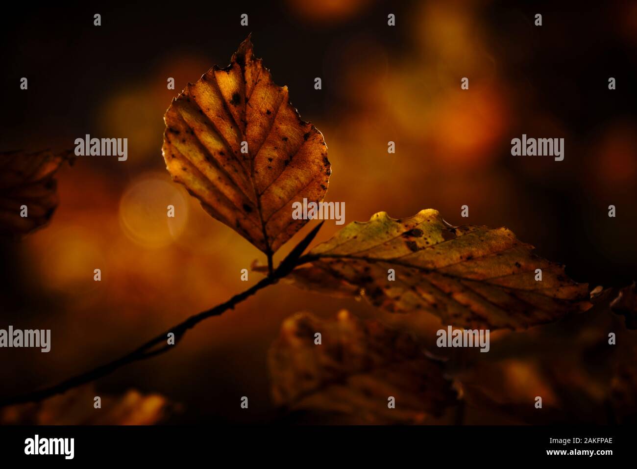 Oro intenso autunno foglie di faggio Foto Stock