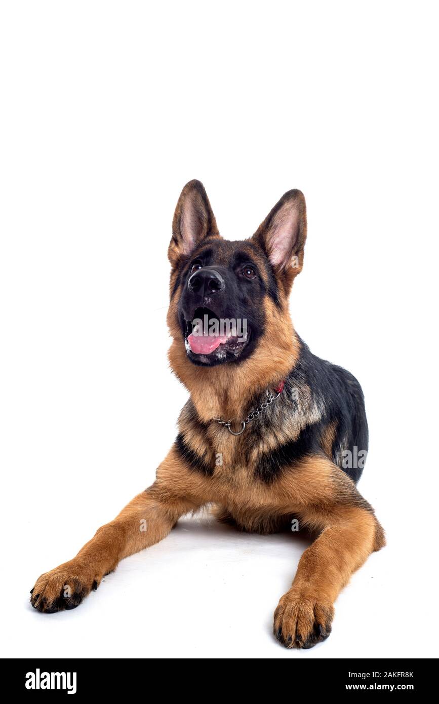 Pastore Tedesco in studio Foto Stock