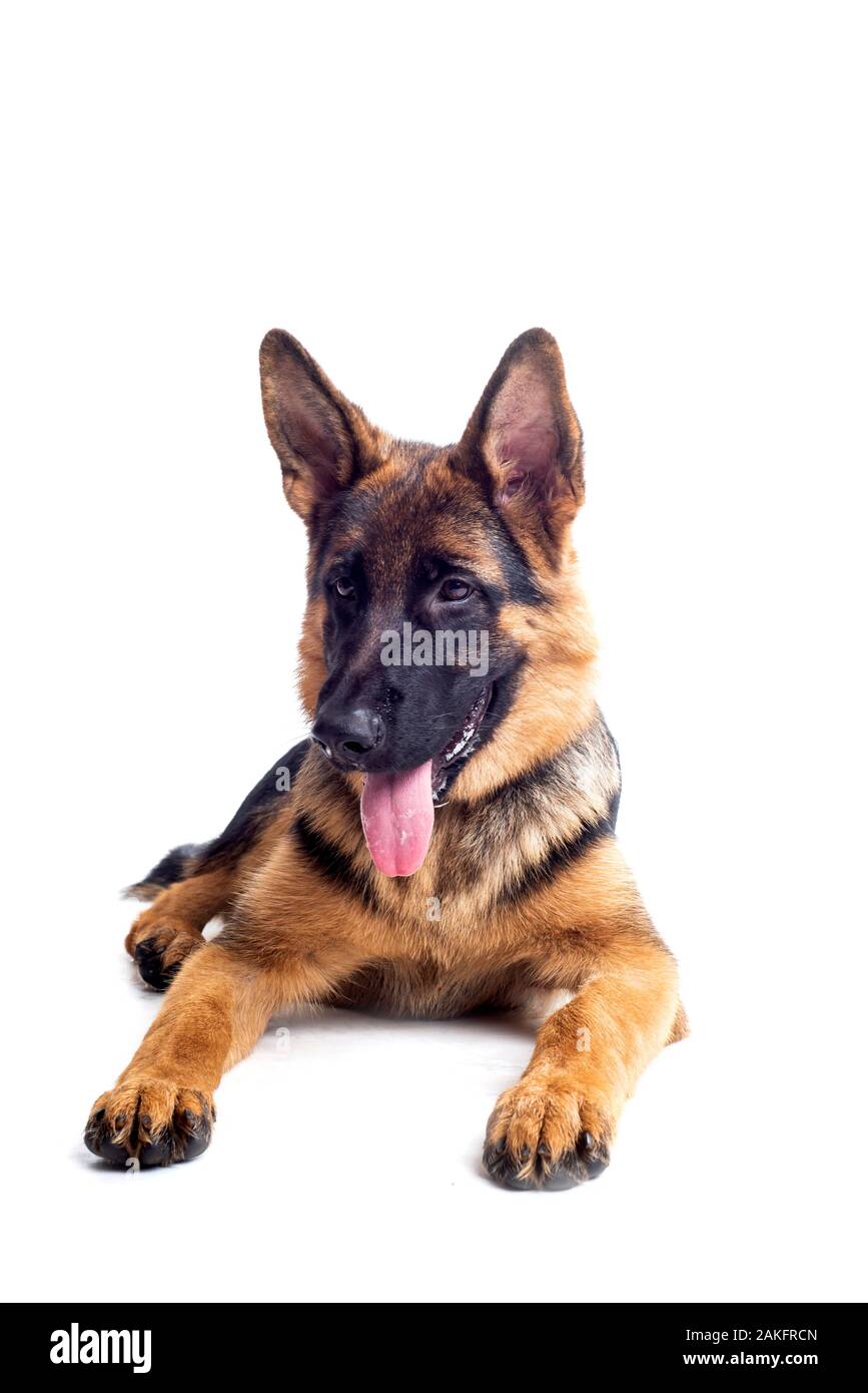Pastore Tedesco in studio Foto Stock