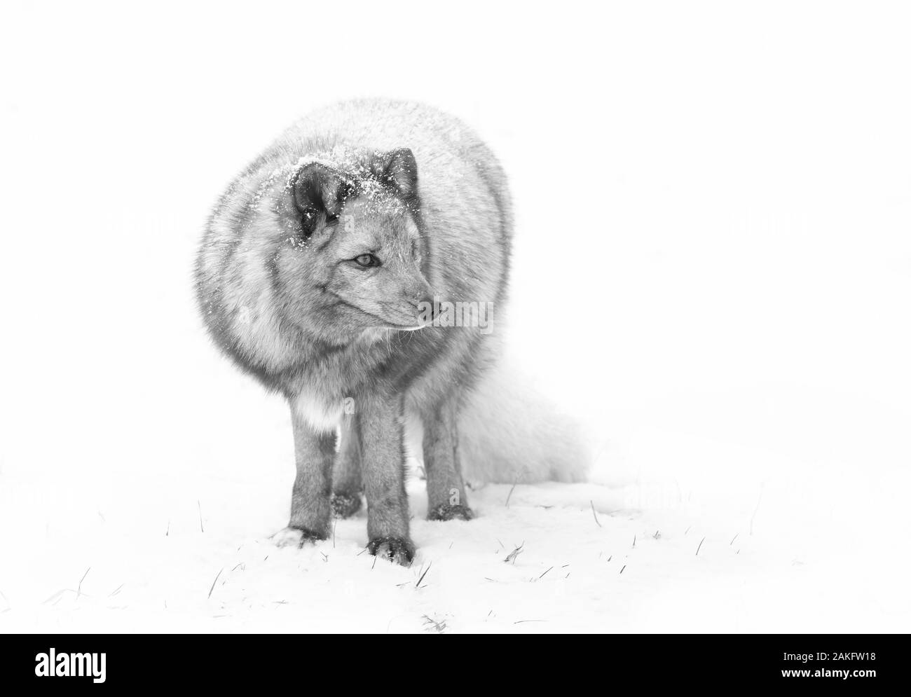 Arctic Fox Vulpes vulpes lagopus in piedi nella neve in inverno in Canada Foto Stock