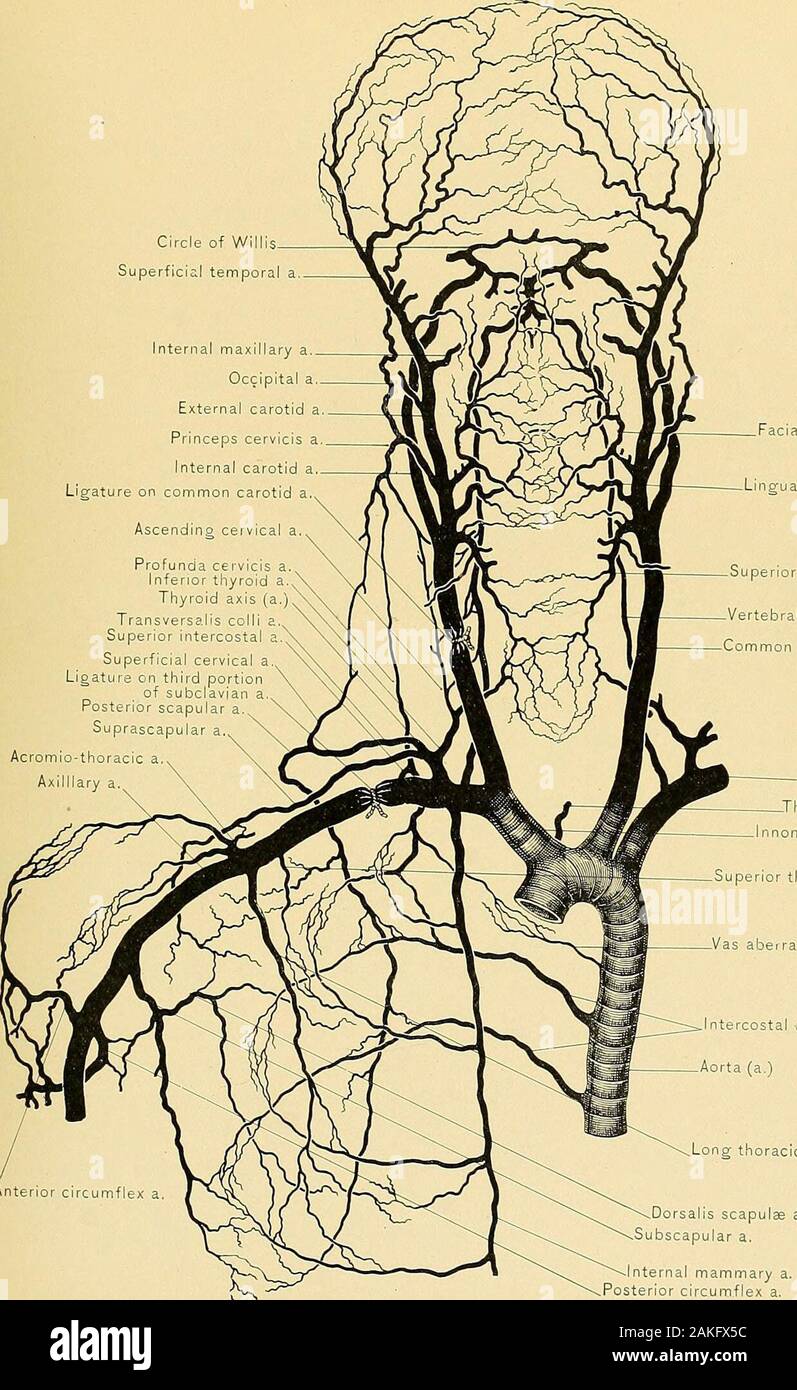 Anatomia chirurgica : un trattato di anatomia umana nella sua applicazione alla pratica della medicina e chirurgia . erficial fascia, il platysma m3oidesmuscle, alcuni dei clavicular rami del plesso cervicale di nervi, la super-ficial strato della fascia profonda e la parte posteriore dei suoi due processi (prevertebralfascia). L'esterno della vena giugulare, con le vene lo svuotamento in essa che frequentlyform plesso una sopra e nella parte anteriore della arteria succlavia tra due layersof la fascia profonda (superficiali e prevertebral), dovrebbero essere messe da parte; se questo nonè possibile, essi possono essere legati e s Foto Stock