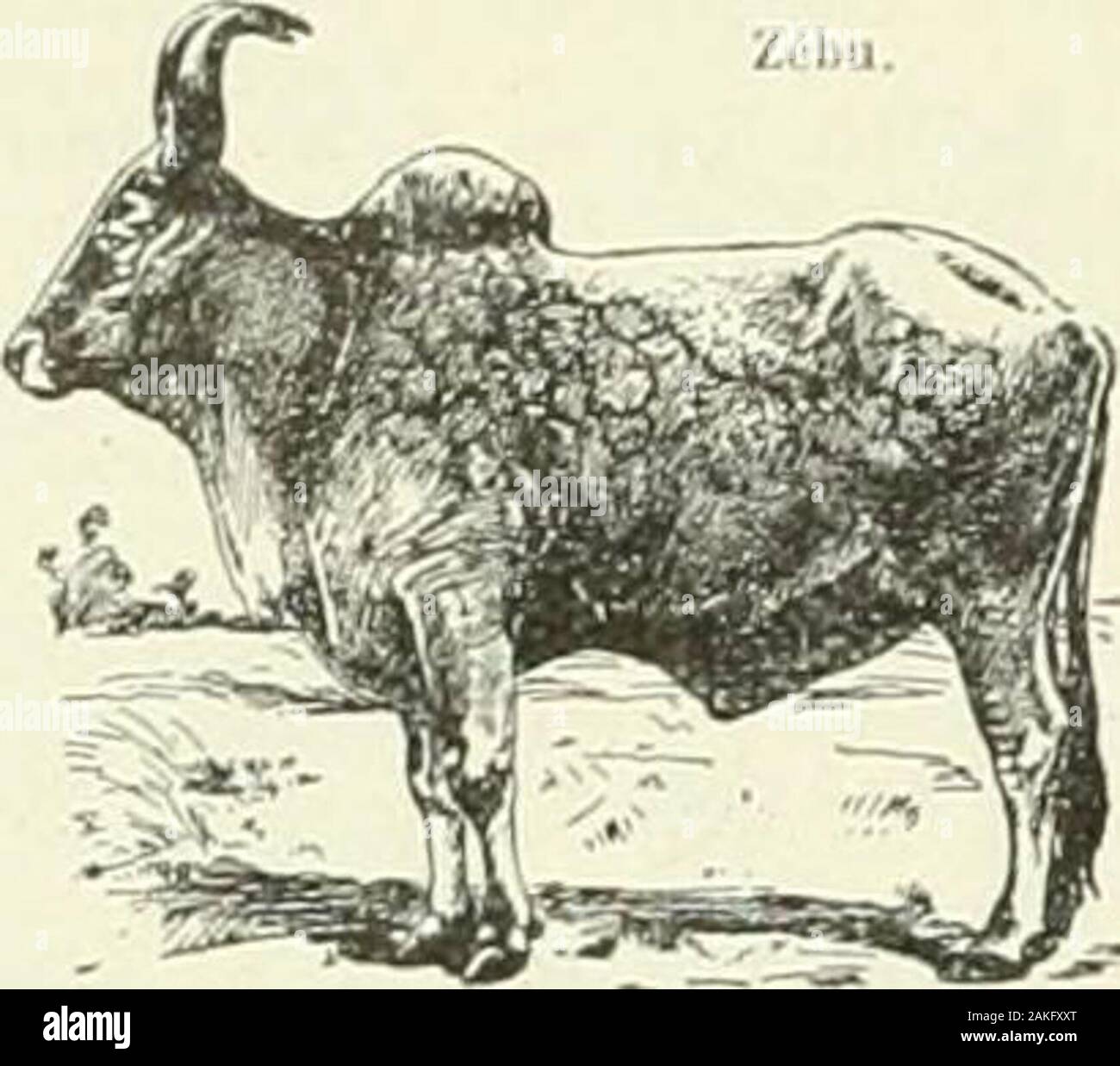 Larousse universel en 2 volumi; nouveau dictionnaire encyclopédique publié sous la direction de Claude Augé . ZÊB brun. Répandu dans toute lAfrique australe, il vitpar troupes; méfiant il senfuit à la moindrealerte, et galope avec rapidité, su en distingue troisespèces : te zèbre commun hippotigris zebra , rayelu sabot, le zèbre de Burchel ou daw Itippo-Uur&LT; h-- dont les jambes ne sont pa ; i . , ? . Rnimun.zébré, e adj. Marqué de raie ? Semblables acelles "le la robe du ? Forza. ZéblVT ??? -I -Uj -? ,•? Ni-rrlrrrr. Marqui v de semblables raiea ti celles dyqgt Marquer deI tes /• g éblah s Foto Stock