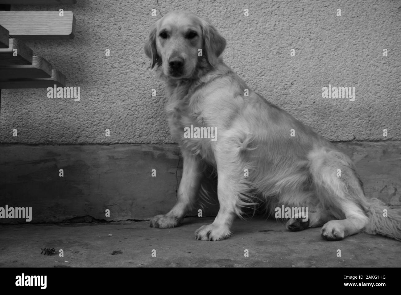 Il labrador cane sulla fattoria, seduto sul pavimento Foto Stock