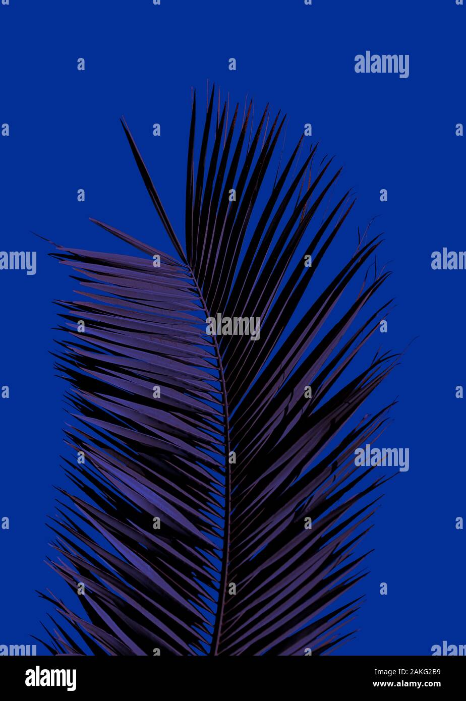 Palm tree su Blu classico Foto Stock