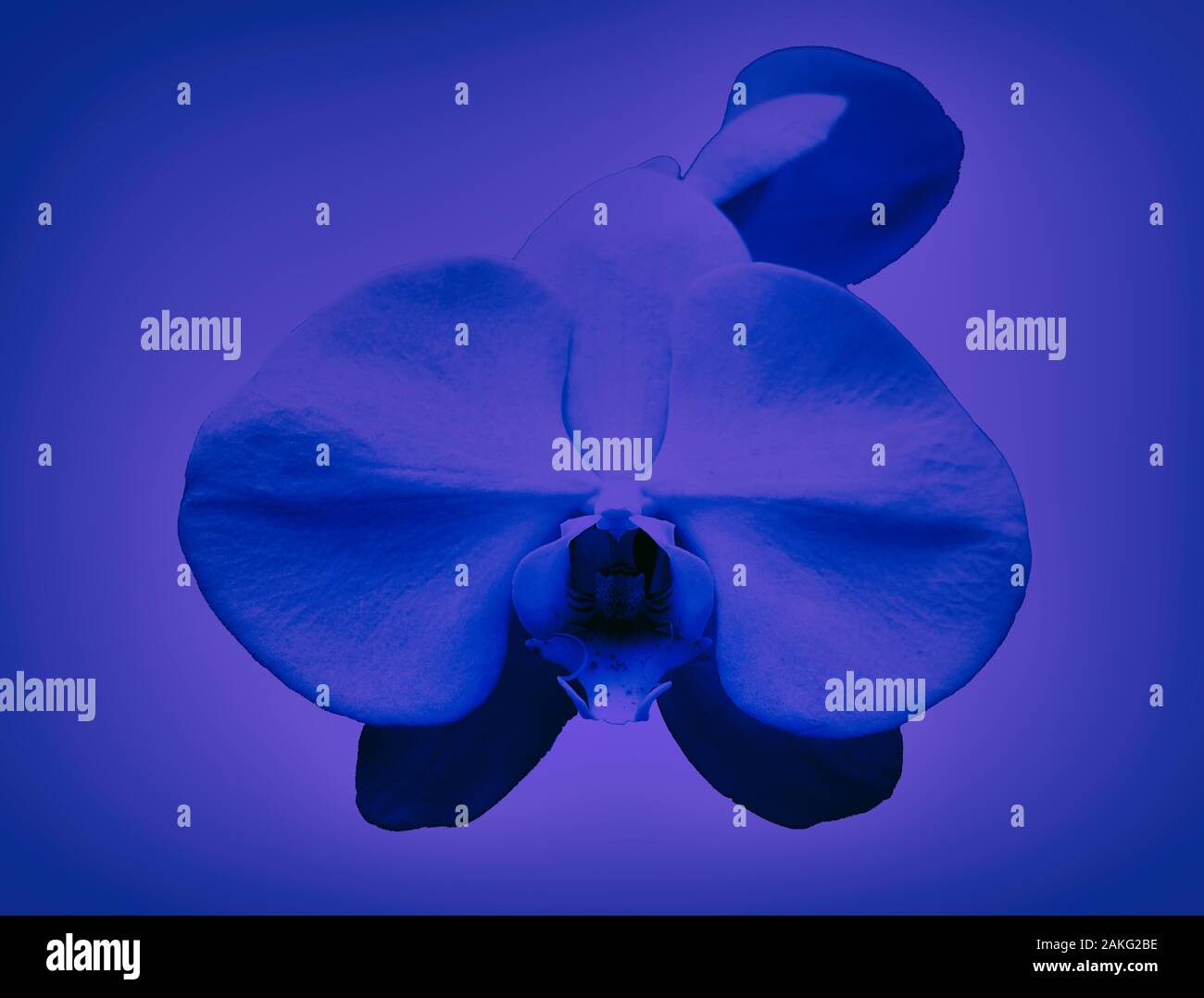 White Orchid sul blu sfondo classico Foto Stock