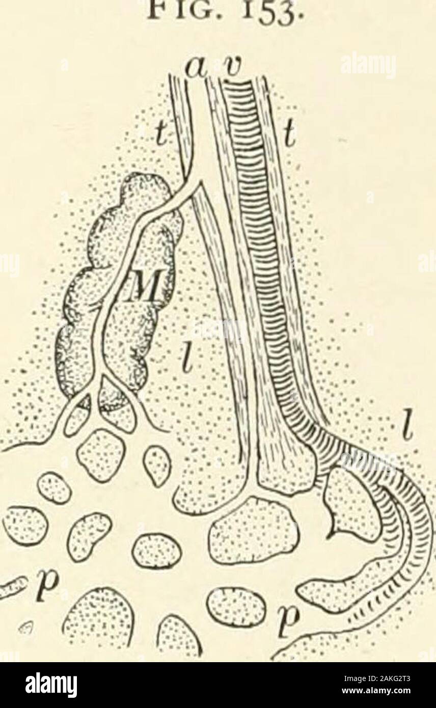 Un libro di testo di istologia normale: tra cui un conto dello sviluppo dei tessuti e degli organi . ritardata corrente entro thesplenic polpa è favorevole alla rimozione anddestruction del indossato i globuli rossi e lacoppia di acquisizione di altri leucociti.Entro la polpa, mentre passando da thearteries per le vene, il sangue è probablynot confinata ai canali forniti con il defi nite-mura, ma entra direttamente in relationwith il tessuto linfoide. La i linfatici della milza sono limitataa il tessuto connettivo del quadro theorgan, in cui essi formano un superficialplexus nella più profonda lay Foto Stock