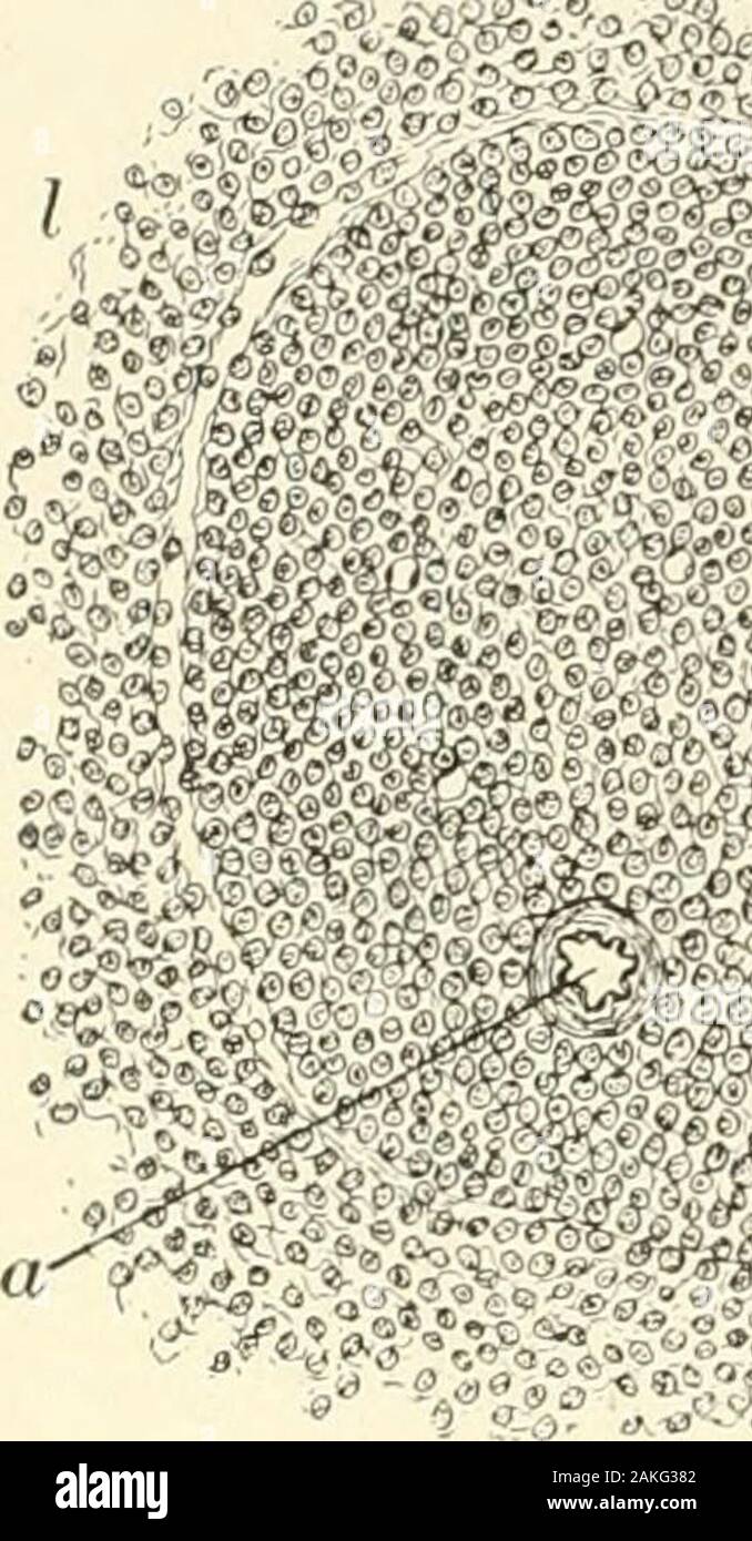 Un libro di testo di istologia normale: tra cui un conto dello sviluppo dei tessuti e degli organi . La sezione di milza umana, showingtrabecular (it) e reticolo fibroso (6)ha continuato nella circostante splenicpulp ; c, cellule linfoidi sezione trasversale di largetrabecula di milza umana : un,tessuto fibroso contenente un fewgroups del piano muscolo-celle (i);c, estensione di trabecula intofibrous reticulum; d, linfa-globuli. 124 istologia normale. Fig. 151.. ?&&: *Fc^ intimamente correlati canali vascolari, forma la polpa splenica ed inquanto cilindriche o sferiche di masse di fitta adenoideo tis Foto Stock