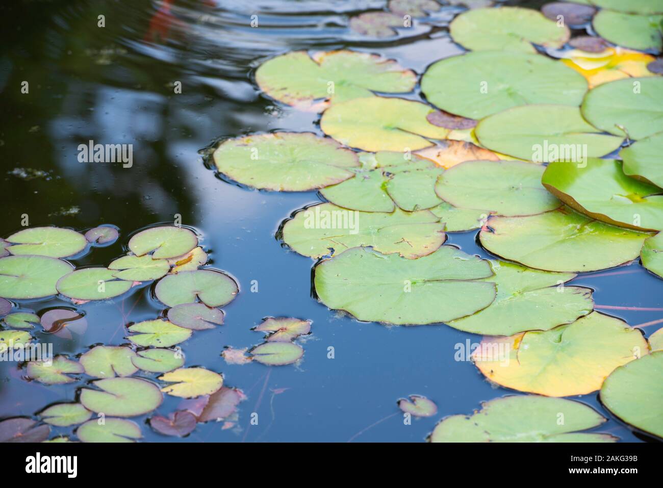 lily pad in laghetto artificiale in un giardino estivo e pesci koi Foto Stock