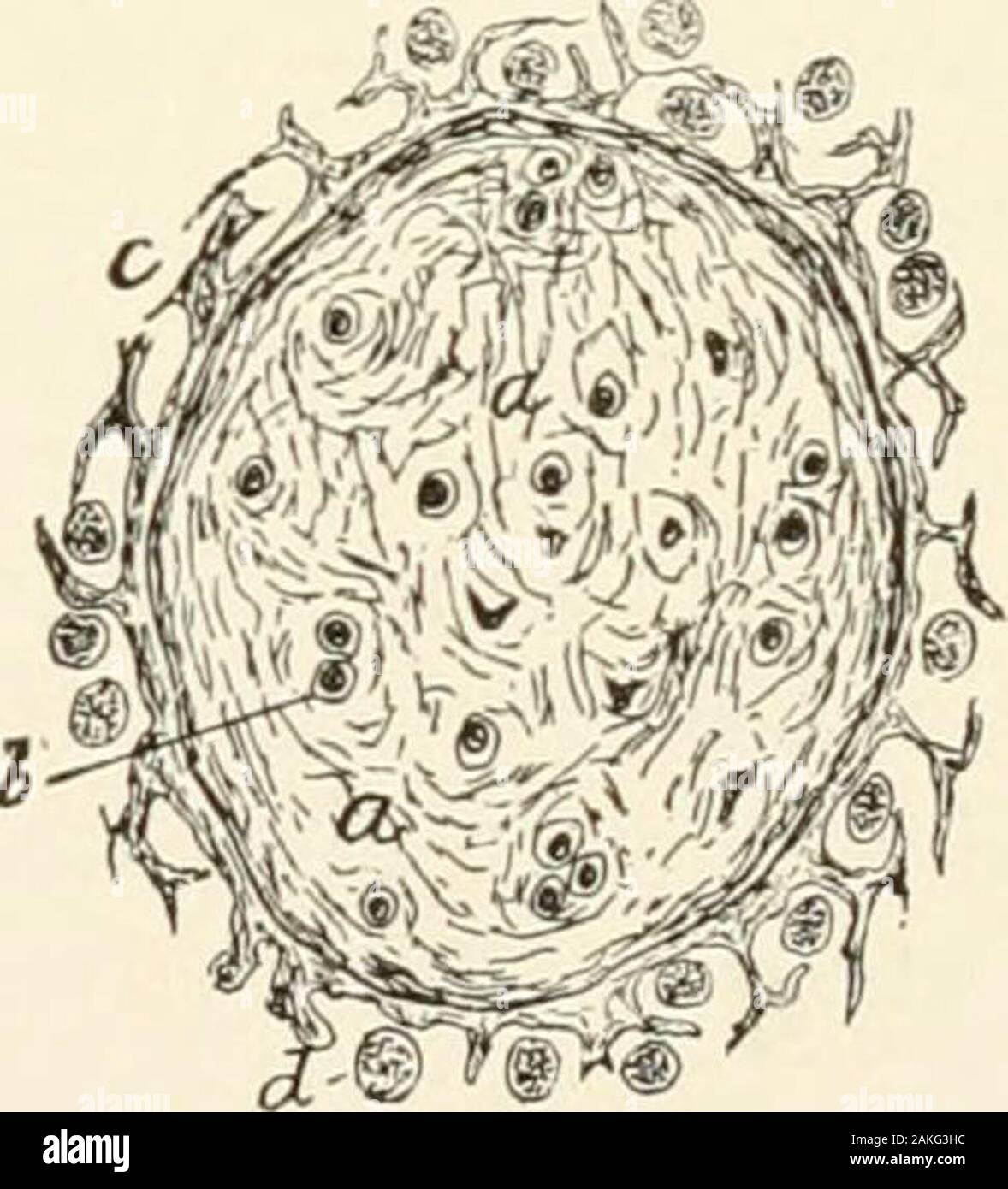 Un libro di testo di istologia normale: tra cui un conto dello sviluppo dei tessuti e degli organi . Fig. 150. guishable dal recinto surroundingconnective tissueby loro a forma di asta nuclei.Il stoutest tra-becular sono fondamen l ILO,che corrèze-sponds a theposition in cuiè grandi vasi sanguigni immettere andleave l'organo.Il riempimento lymphoidtissue esiste theintertrabecularspaces coppia forme-come loose adenoideo del tessuto che, insieme con i. La sezione di milza umana, showingtrabecular (it) e reticolo fibroso (6)ha continuato nella circostante splenicpulp ; c, cellule linfoidi s trasversale Foto Stock
