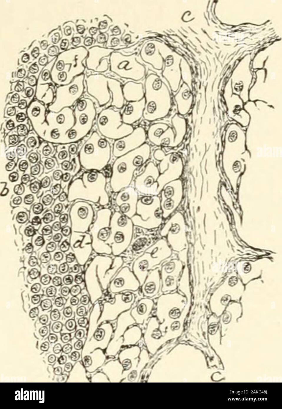 Un libro di testo di istologia normale: tra cui un conto dello sviluppo dei tessuti e degli organi . ? Io ? .;*, La sezione della ghiandola linfatica di bambino, in cluding porzione di midollo: t, parte di tra-becula, su entrambi i lati del quale narrowlymph-seni sono visto, delimitata da denserstructure di cordicelle midollare (/).. d porzione di linfa umana-ghiandola, mostra de-Code della struttura : un, linfa-sinus ; b, adenoidtissue ; c, trabecolari; D, reticolo più grossolane oflymph-sinus: e espanso e tessuto connettivo-tissueplate applicato alle fibre ; /, cellule linfoidi. il tessuto, che segue i contorni degli spazi occupati, ma Foto Stock