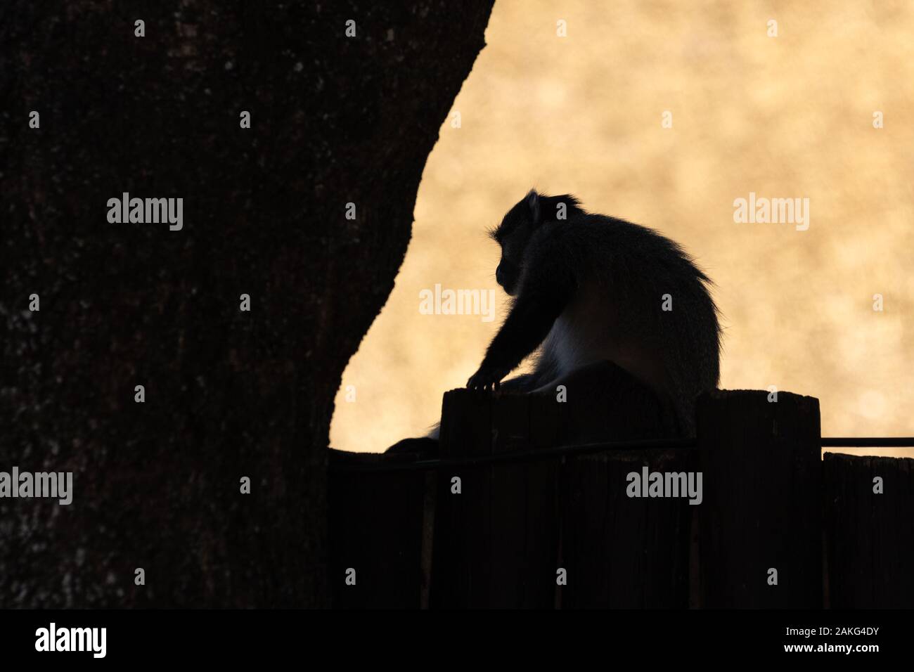 Samango monkey raffigurato durante un safari in Hluhluwe - imfolozi National Park in Sud Africa Foto Stock