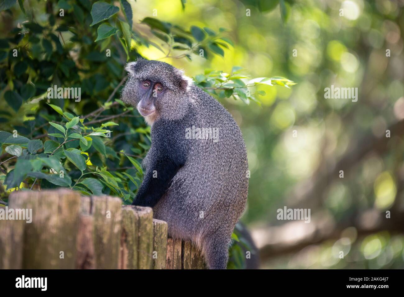 Samango monkey raffigurato durante un safari in Hluhluwe - imfolozi National Park in Sud Africa Foto Stock