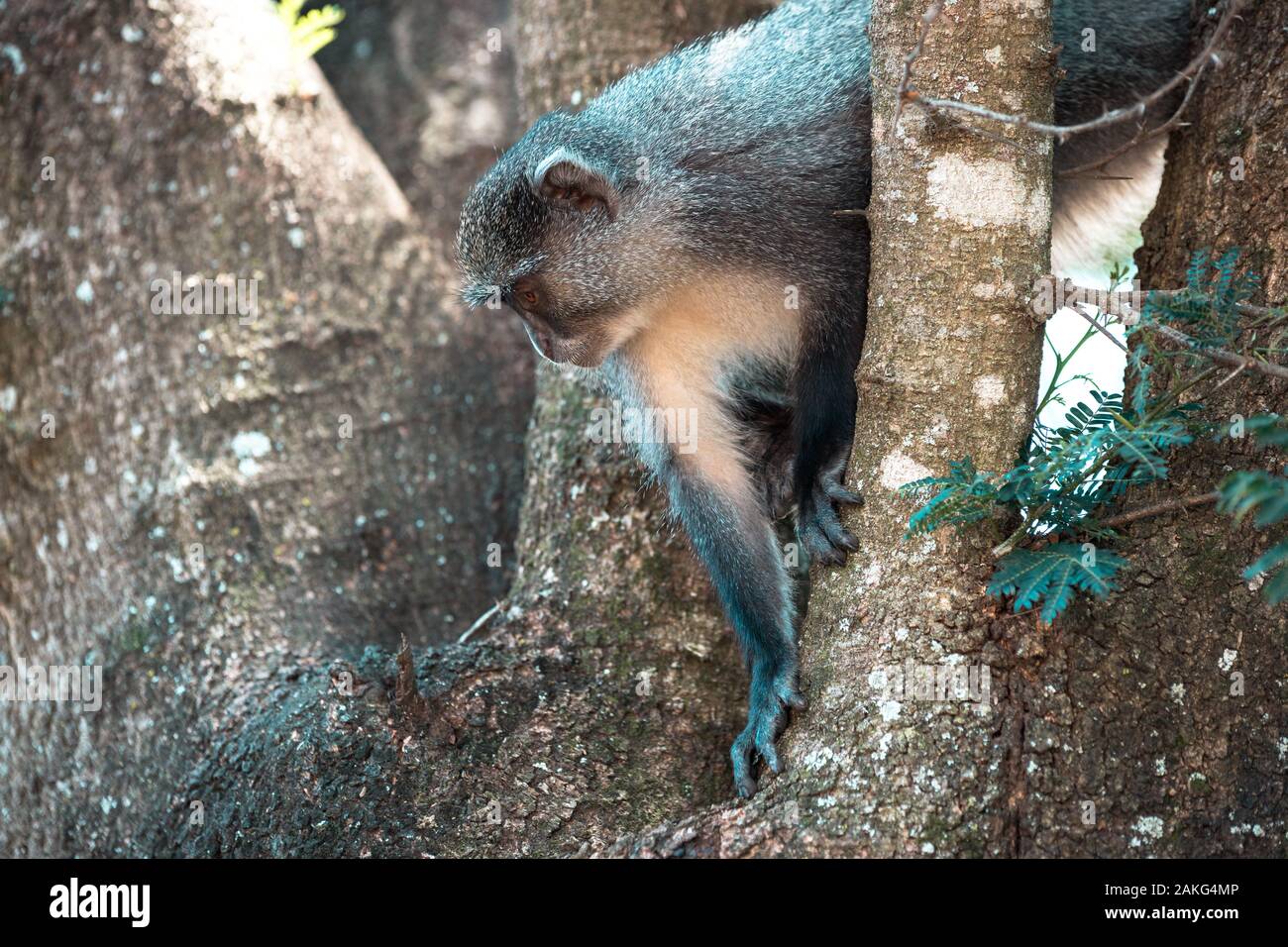 Samango monkey raffigurato durante un safari in Hluhluwe - imfolozi National Park in Sud Africa Foto Stock