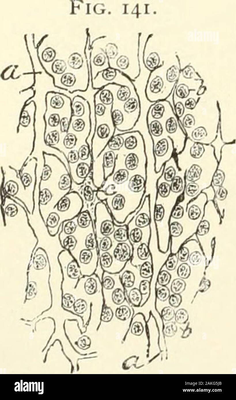 Un libro di testo di istologia normale: tra cui un conto dello sviluppo dei tessuti e degli organi . h profusione. I tessuti linfatici. Linfatiche, linfoidi, o tessuto adenoideo si verifica di solito ascircumscribed masse note come noduli linfatici o ghiandole;in talune località, tuttavia, come nelle parti di themucous membrane della laringe, faringe,lo stomaco, l'intestino, ecc, mal definedmasses di diffondere il tessuto linfatico si verificano.Questi sono riconosciuti come aggregazioni di cellule smallround, scomparendo tra il surround-ing strutture. Il tessuto linfatico, ovunque si trovi, è com-poste strutturalmente Foto Stock