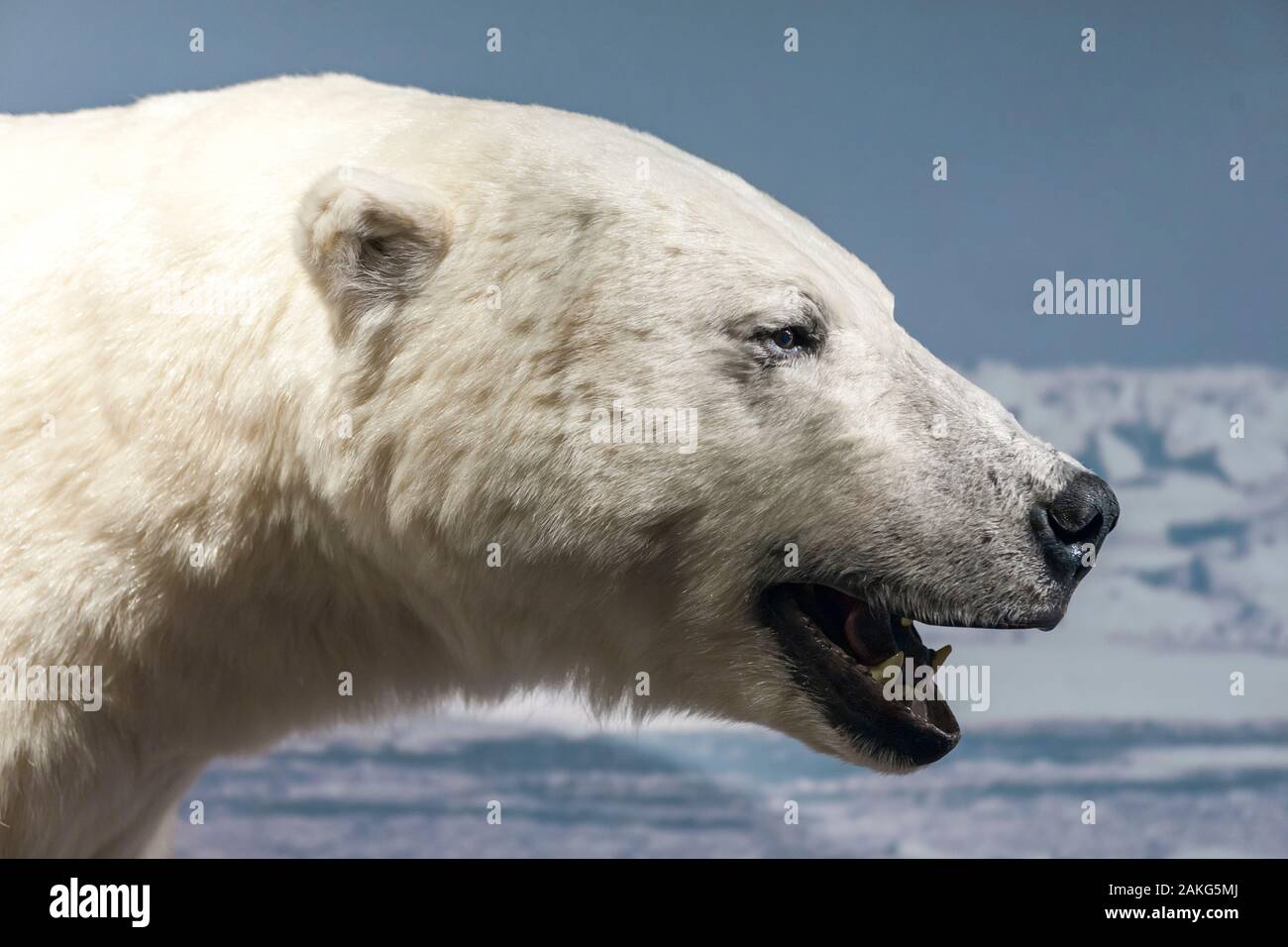 Orso polare (Ursus maritimus), Isbjørnklubben, Hammerfest, Vest-Finnmark, nel nord della Norvegia Foto Stock