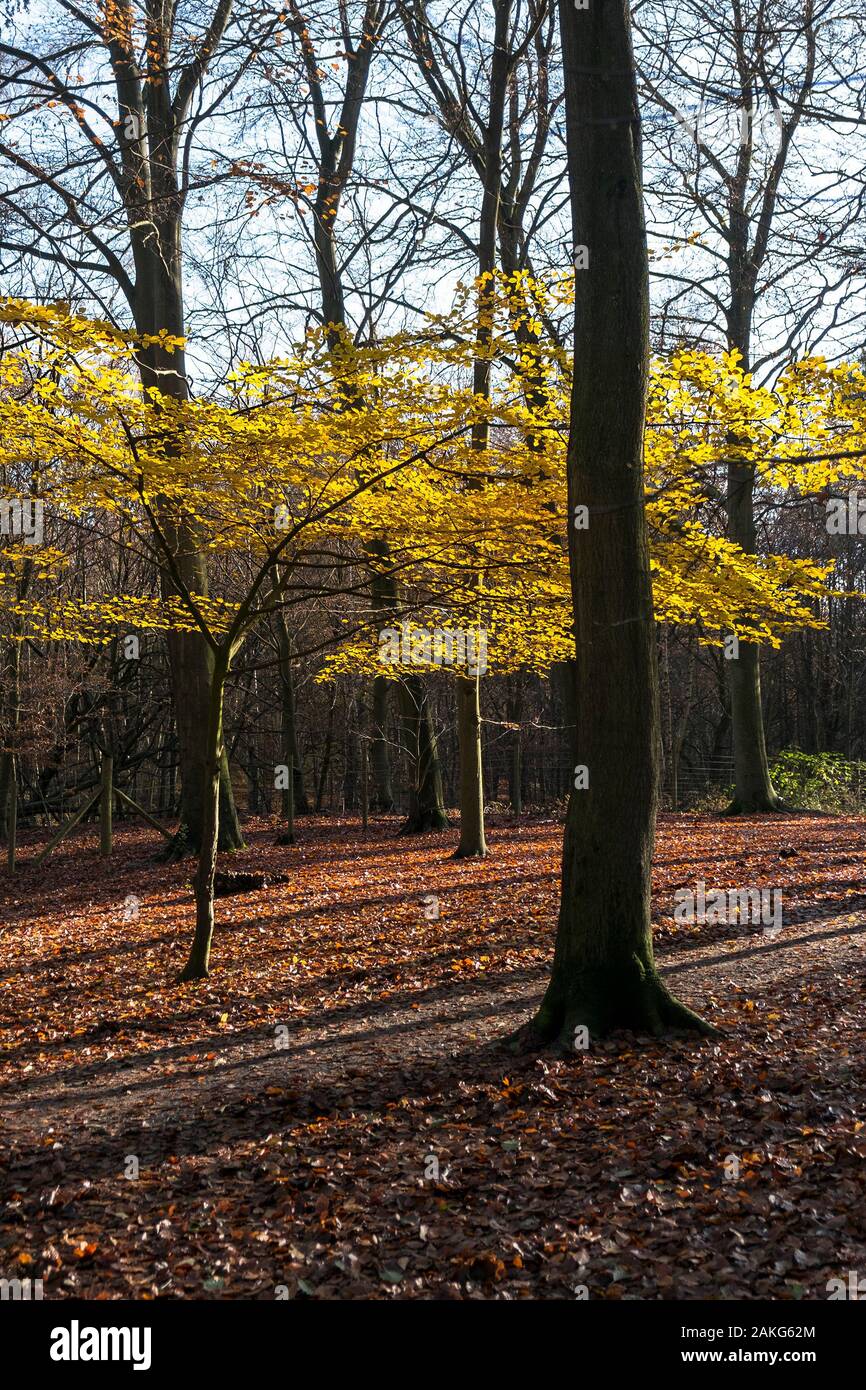 Un giovane Faggio Fagus sylvatica con il giallo oro lascia retroilluminati da tardo sole autunnale a Thorndon Park Nord in Brentwood in Essex. Foto Stock