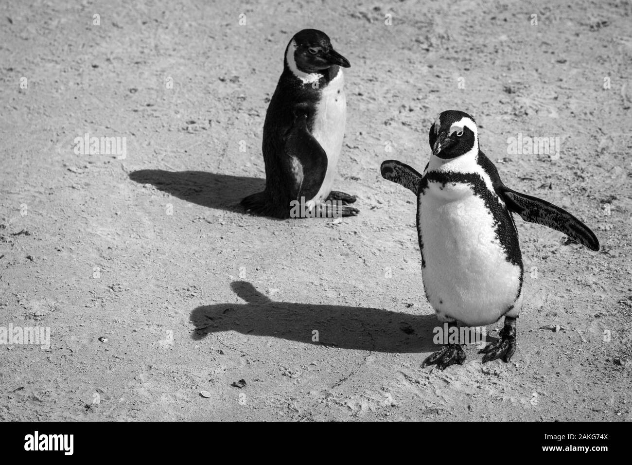 La colonia di pinguini a Boulders Beach, che ospita più di 3000 pinguini vicino a Città del Capo, Sud Africa Foto Stock