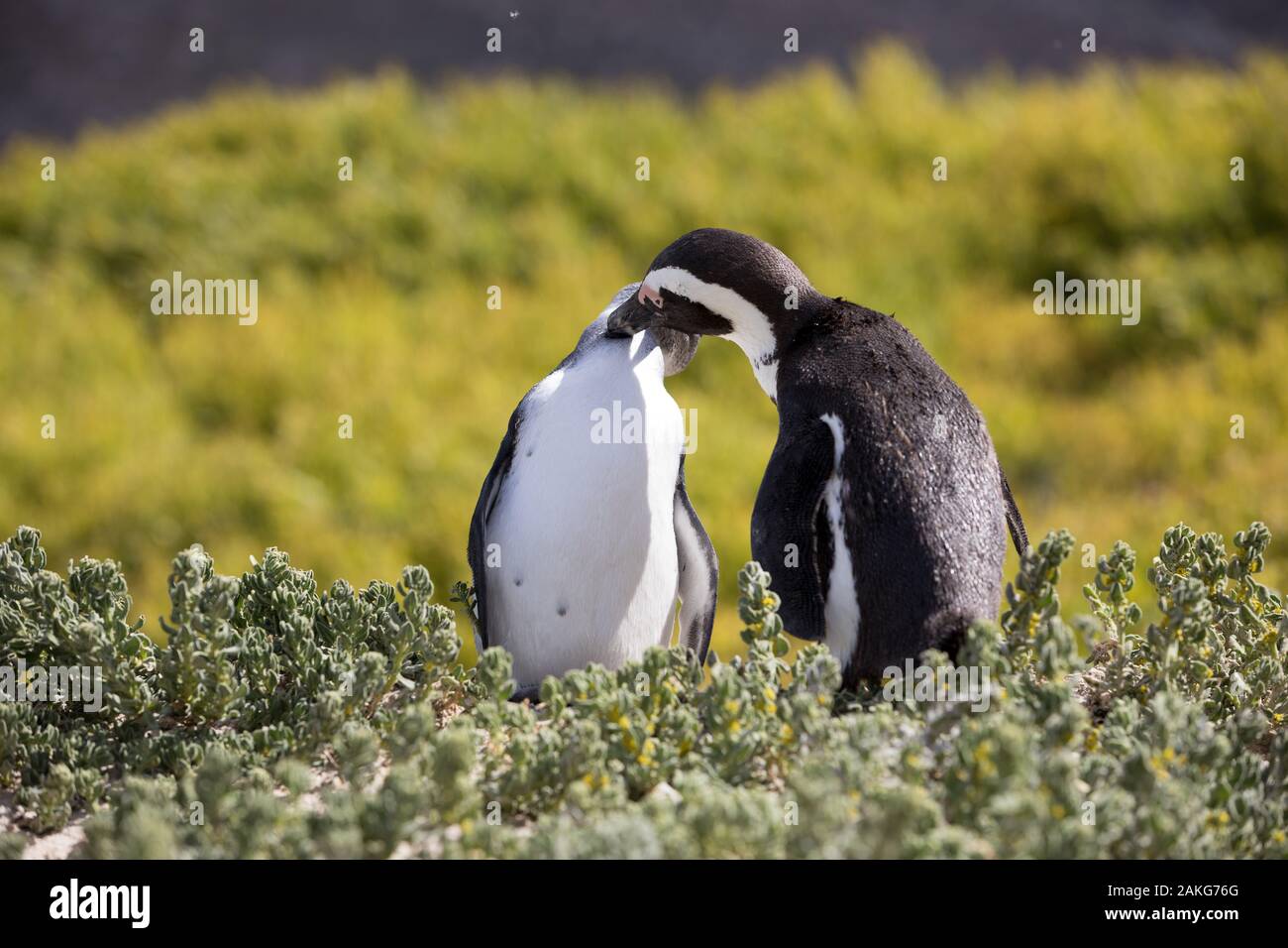 Sud Africa (dei pinguini Jackass) a Boulders Beach Foto Stock