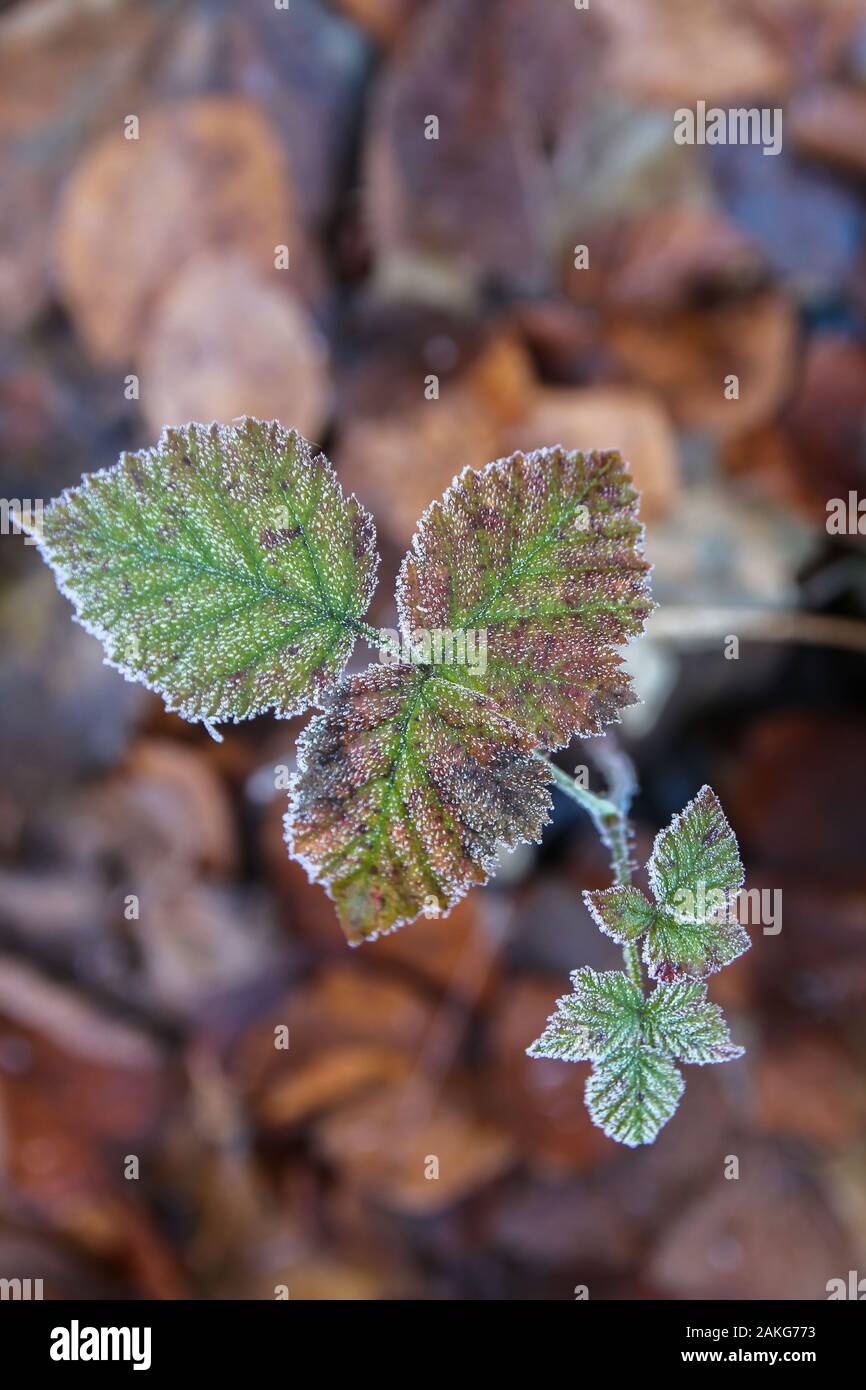 Coperto di brina foglie durante un freddo snap nel letto di foresta figliata di foglia Foto Stock