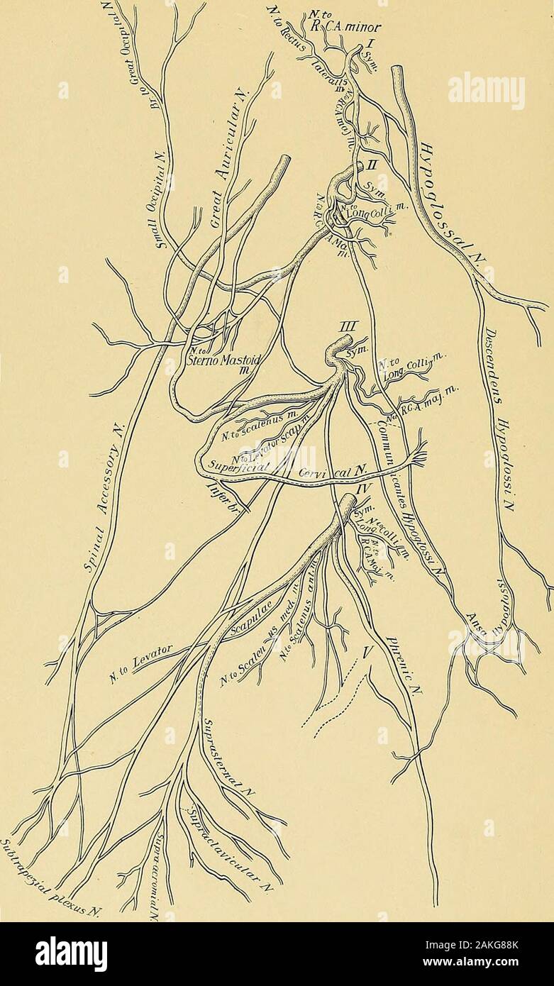 Anatomia chirurgica : un trattato di anatomia umana nella sua applicazione alla pratica della medicina e chirurgia . Ligamentum nuchae SCHEMA DI PROFONDA SCUDO CERVICALE,41 PIASTRA CLX,. Plesso CERVICALE,44 la dissezione del collo. 45 superficiale del nervo cervicale (superficialis colli) è un ramo della anteriordivisions della seconda e della terza vertebra cervicale nervi. Esso si avvolge intorno alla metà del bordo posteriore della sterno-muscolo mastoide, perfora lo strato superficiale delcarrello cervicali profondi scudo, e passa trasversalmente al di sopra del muscolo sotto theexternal vena giugulare, ricevere una comunicazione dal ramo Foto Stock