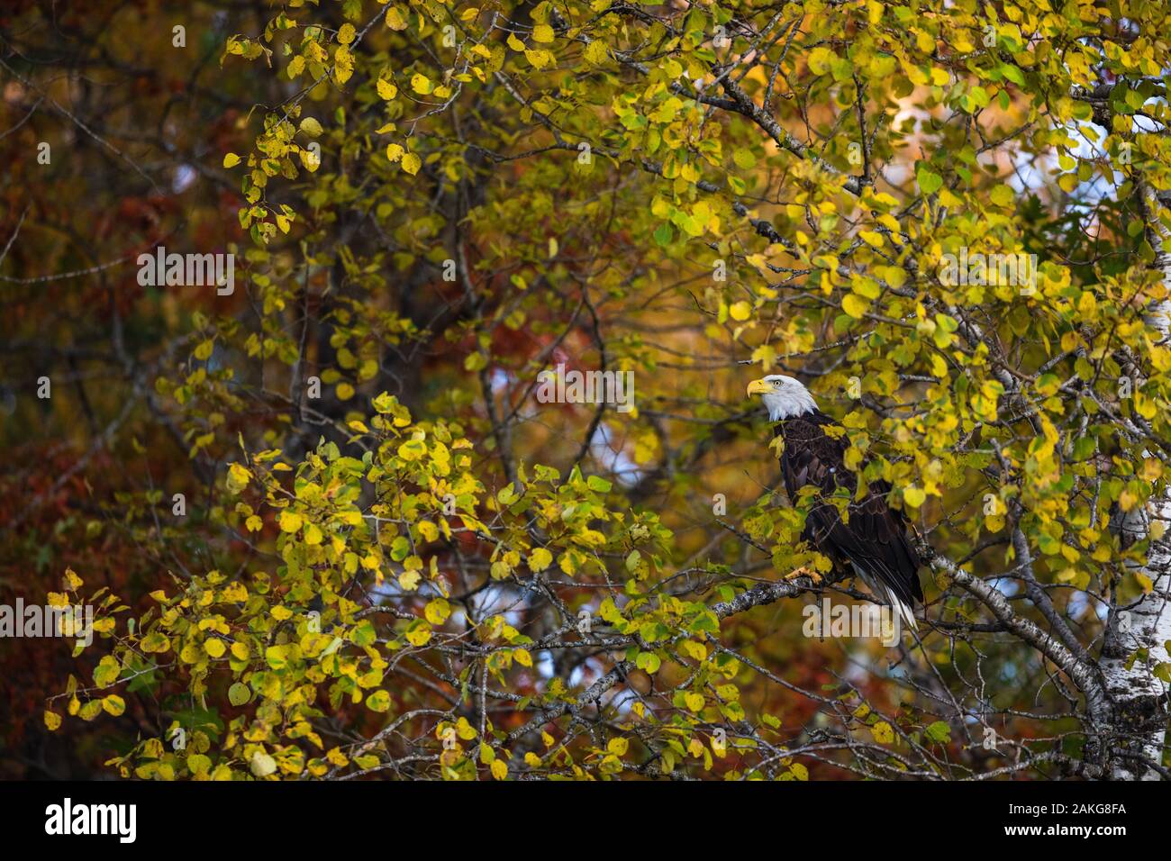 Un aquila calva guardando per un opportunità di alimentazione su un dead culbianco accanto all'autostrada. Foto Stock