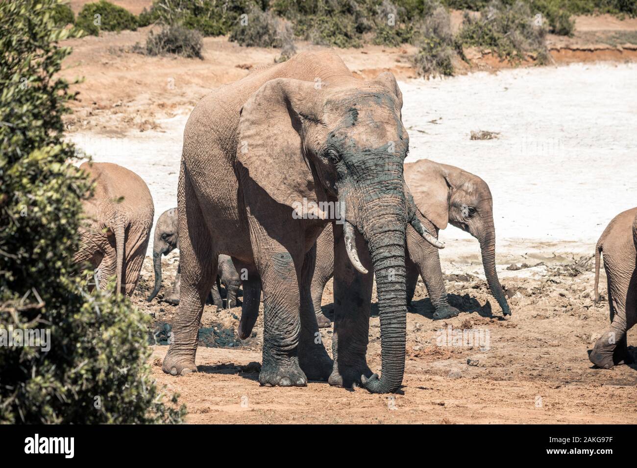 Gli elefanti africani nell'Addo Elephant National Park, vicino a Port Elizabeth, Sud Africa Foto Stock