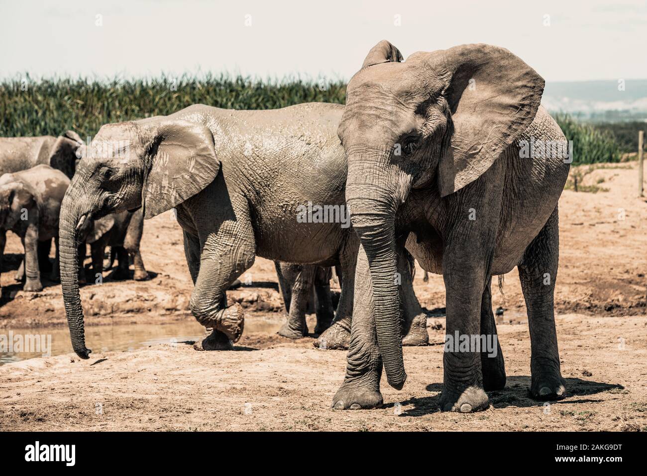 Gli elefanti nell'Addo Elephant National Park, vicino a Port Elizabeth, Sud Africa Foto Stock