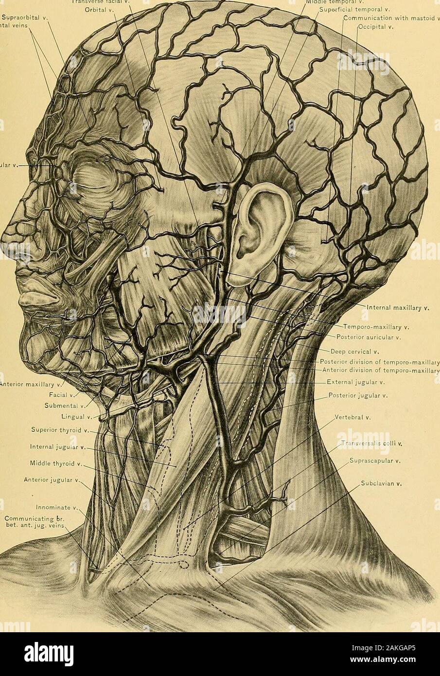 Anatomia chirurgica : un trattato di anatomia umana nella sua applicazione alla pratica della medicina e chirurgia . Giugulare posteriore v. Lo strato superficiale dello scudo ofdeep cervicali superficiali n.giugulare anteriore v. Supraacromial br. del plesso cervicale Suprasternal br. Di cervicale plexusSupraclavicular rami del plesso cervicale superficiale della fascia profonda, vene superficiali e nervi.34 CLVIl piastra trasversale SupraorbitalFrontal facciale v temporale medio v. Temporali superficiali v. jCommunication con il mastoide V. occipitale. Anteric rmax.llaryv^^^ Facal v^ Submental v linguale tiroide Superior intern Foto Stock