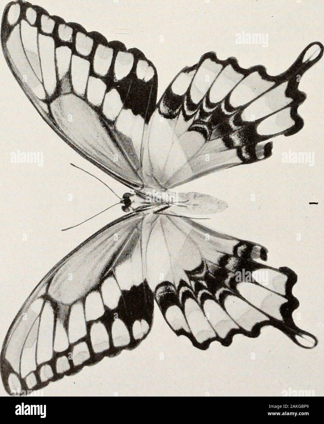 Bollettino - Stati Uniti Museo Nazionale . La piastra 32 nella figura 1. Papilio cresplwntes, maschio, parte inferiore, Kentucky, 27 luglio 1901. 2. Pyrgus tessellattis, maschio, Silver Spring, Md., 17 settembre 1927. X 11/2. 3. Pyrgus tessellatus, femmina, Cabin John, Md., 3 ottobre 1925. X IV2. 4. Pyrgus centaureae loyandot, Cabin John, Md., 19 aprile 1926. X IVz- 289 la piastra 33 nelle figure 1,2. Papilio glaucus glaums, maschio, superiore (1) e sotto (2) lati.Cabin John, Md., 22 agosto 1926.290 U S. MUSEO NAZIONALE BOLLETTINO 157 piastra 33 Foto Stock