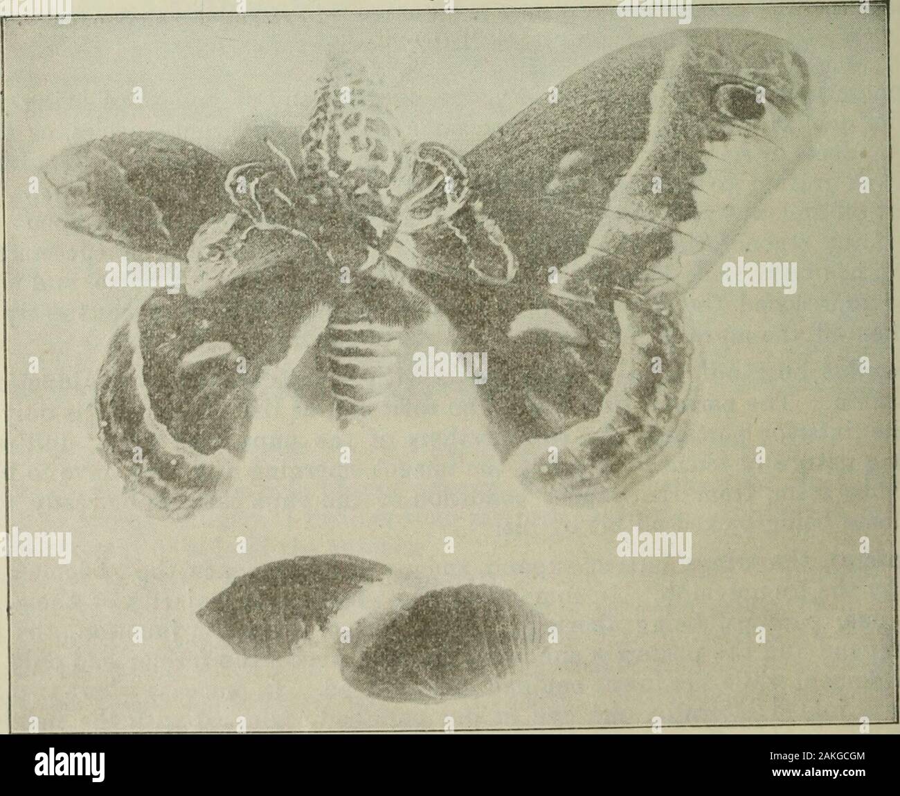 Relazione annuale dei coltivatori di frutta " Associazione di Ontario, 1898 . Fig. C. Il funzionamento della terza categoria. Regno pupse e uniti agines im di S. Ceeropia. Uno degli scopi di questi esperimenti è stato quello di vedere quale effetto dell'eventuale unionswould hanno sui colori del risultante falene, ma i risultati sono stati alquanto negativo,come niente di molto preciso è stata ottenuta. ig. D. Funzionamento della terza categoria. Regno pupe e uniti immagina di S. Ceeropia Società Entomologica. 25 Un altro scopo era di accertare se sarebbe possibile razza da tali monstros-ities, ma sebbene alcuni individui Foto Stock