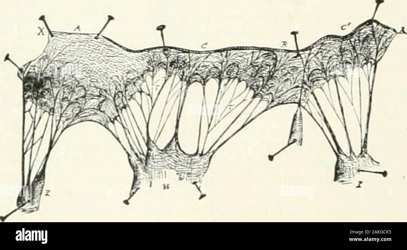 Muscolo papillare anteriore immagini e fotografie stock ad alta