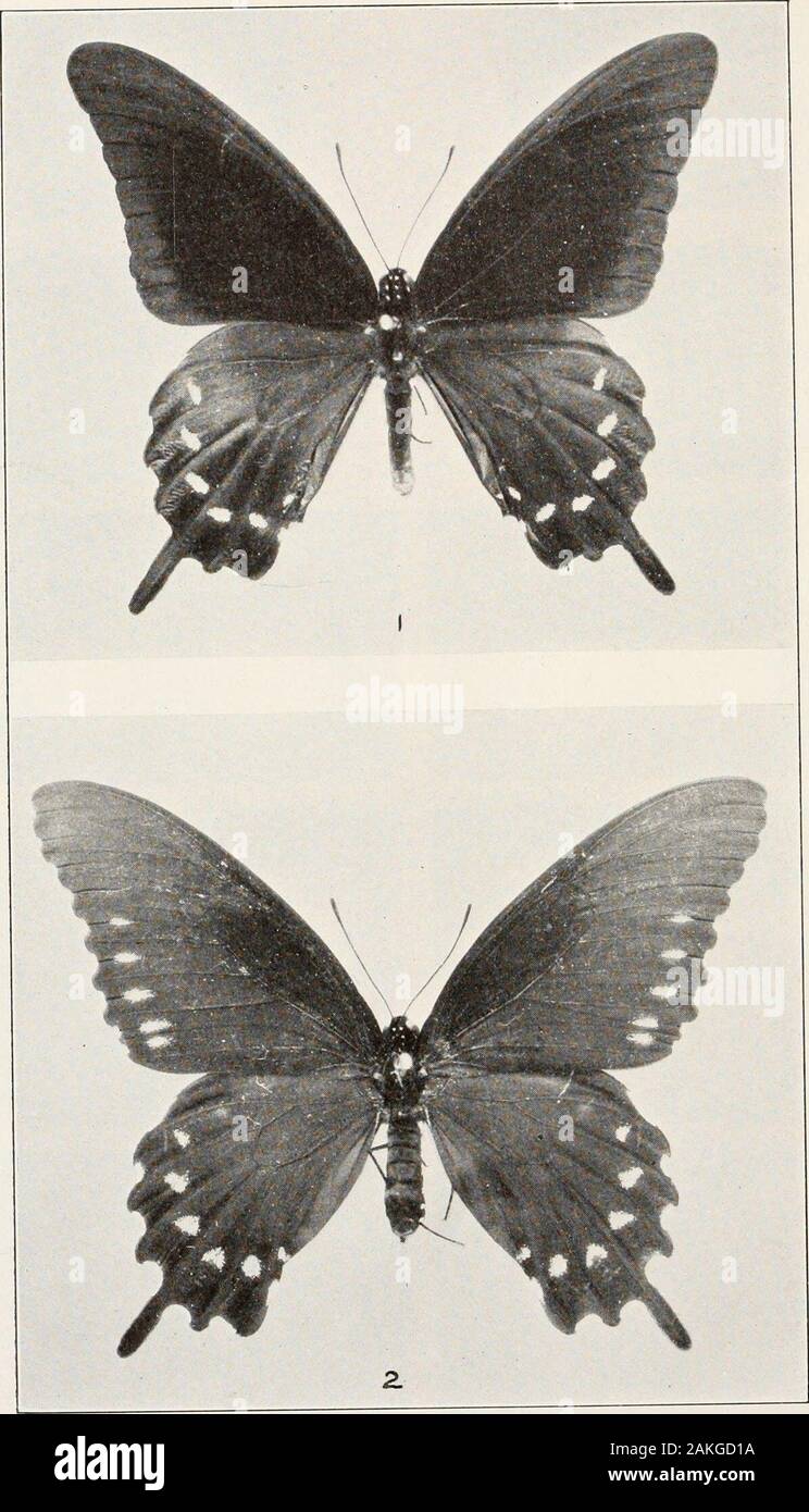 Bollettino - Stati Uniti Museo Nazionale . E ANTHOCHARIS SARCOCOCCA U. S. MUSEO NAZIONALE BOLLETTINO 157 la piastra 30. PAPILIO PHILENOR piastra 30 Papilio philenor philerior FiGUEB 1. Maschio, Cabin John, Md., 19 settembre 1925. 2. Femmina, Cabin John, Mel., 19 settembre 3925. 2S7 piastra 31 FiGXTRE 1. Fapilio crcspJtoiites, maschio, Kentucky, 27 luglio 1901. 2. Daunus Thoryhes, maschio, Silver Spring, Md., 3 luglio 1928. 3. Daunus Thoryhes, femmina, Cabin John, Md., 28 agosto 1926. 4. Pylades Thoryhes, femmina. Cabin John, Md., Giugno 6, 1928. 288 U. S. MUSEO NAZIONALE bollettino 157 la piastra 31 Foto Stock