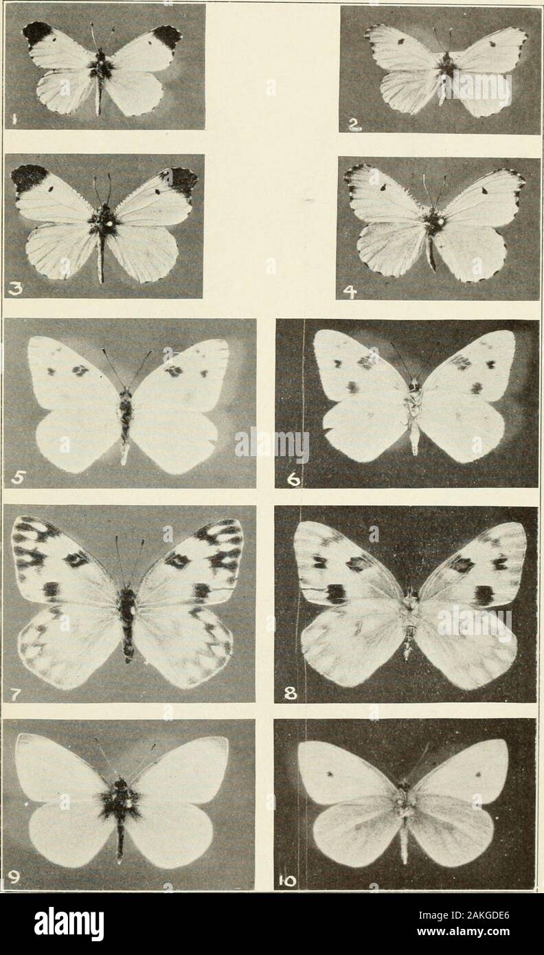 Bollettino - Stati Uniti Museo Nazionale . , Estate femmina, Cabin John, Md., Settembre 21, 1928. 4. Eurema lisa, maschio. 5. Zerene caesonia caesonia, Cotulla, Tex. F. C. Pratt. 6. Eurema nicippe nicippe, maschio, Kansas. 7. Feniseca tarquinio, insolitamente grande femmina, Newtonville, messa. 8. Charis virginiensis, Miami, Fla. X l^^. 9. Charis borealis, Kerrville, Tex. H. Lacy. X 1%. 285 piastra 29 di figura 1. Anthocharis yenutia, early-molla maschio; Cabin John, Md., Aprile 13,1925. 2. Anthochnris genutia, early-molla forma di femmina; Cabin John, Md., 2 maggio 1926. 3. Anthocharis genutia, fine forma di maschio: Ca Foto Stock