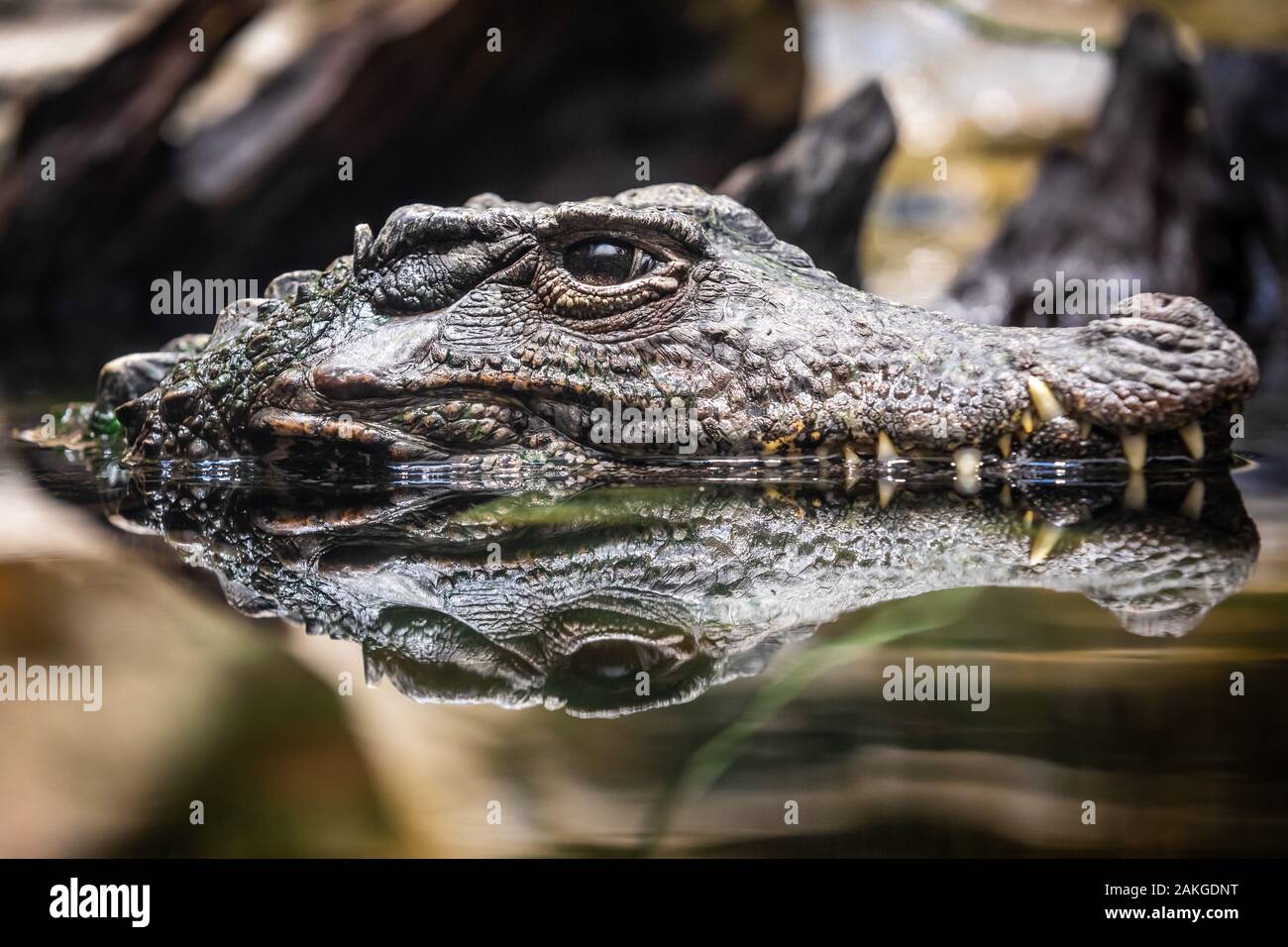 Vista laterale della testa di un coccodrillo del Nilo riflesso sull'acqua Foto Stock