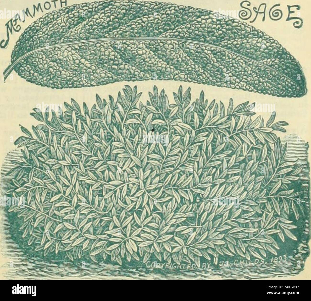 Childs' cadono catalogo di lampadine e le piante che fioriscono . lds bellezza precoce 10 44 lungo la Cina 5 Everbearing 5 44 Bennetts la colonna vertebrale bianca 10 44 Arrampicata giapponese 10 IMPIANTO ECC, migliorato N. Y. Viola 10 KALE, Nano Cerman &gt; Porro, Ciant italiani di r) KOHL-RABI, precoce supplementari di Vienna la lattuga, mezzo secolo 44 Tomhannock mercato Denver &gt; 44 nuovi Hanson 5 MUSKMELON, Smeraldo Creen 10 cocomero, duca Jones 10 cipolla rossa grande Weathersfield 5 44 Giallo Globe Danvers 5 44 precoce supplementari rosso 5 44 re argento 10 44 Inizio ravanello o Barletta 10 Pepe, Celeste Chllds 10 44 Ruby re &gt; Prezzemolo, doppio ricciolo Extra . Foto Stock
