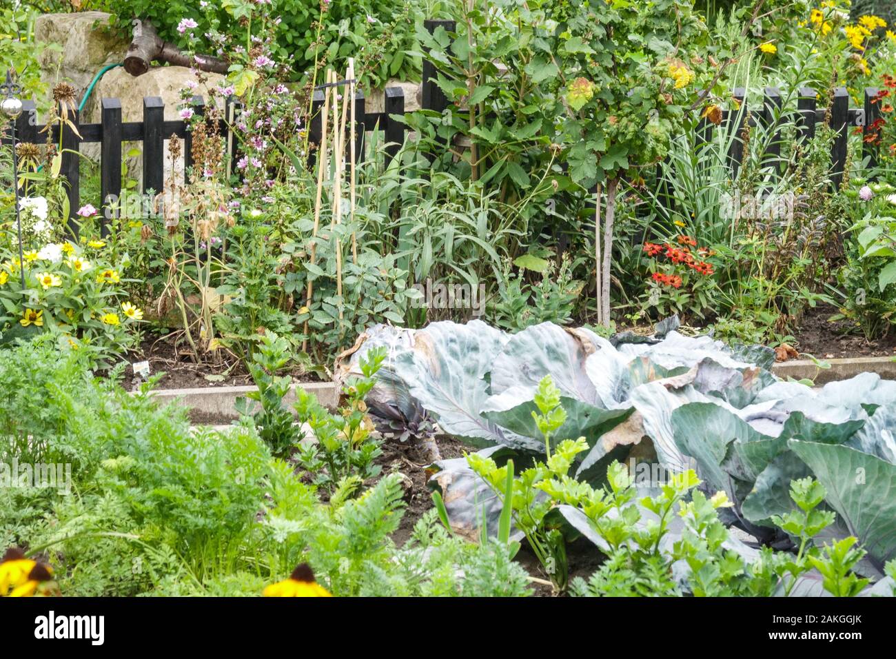 Allotment giardinaggio, cavolo trama vegetale Foto Stock