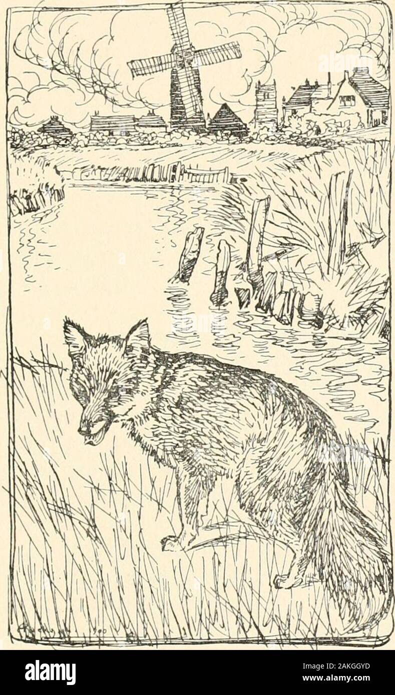 Le fiabe dei fratelli Grimm . Reynard chiesto : il gentiluomo redbreeches usura e ha un muso appuntito ? No, rispose il Cat. Quindi egli non è uso a me. Quando il lupo è stata respinta, ci è venuto un cane, un cervo, aHare, un Orso e uno dopo l'altro ogni sorta di animale selvatico.Ma in ogni una era che vogliono alcuni del buon vecchio qvialitieswhich Sig. Reynard avesse posseduto, e il gatto era obligedto respingere i pretendenti ogni volta. In ultimo ci è venuto un youngFox. Allora la Signora Reynard chiesto : il gentleman wearred calzoncini e ha un muso appuntito ? Sì, detto il Cat. Egli ha bo Foto Stock