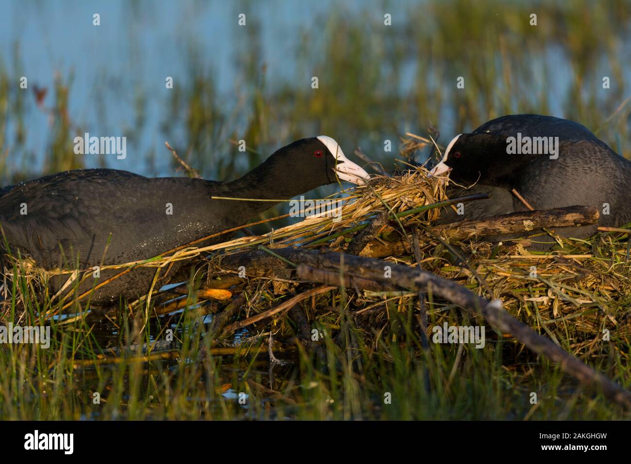 Francia, Somme (80), Baie de Somme Le Crotoy, Crotoy marsh, costruzione della Eurasian Coot nest (fulica atra) Foto Stock