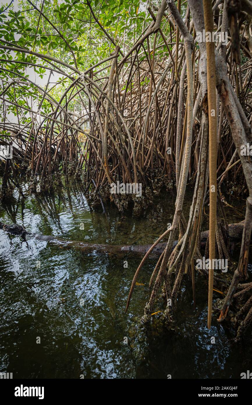 La Costa d Avorio, Grand Lahou distretto, Grand Lahou, la foresta di mangrovie Foto Stock