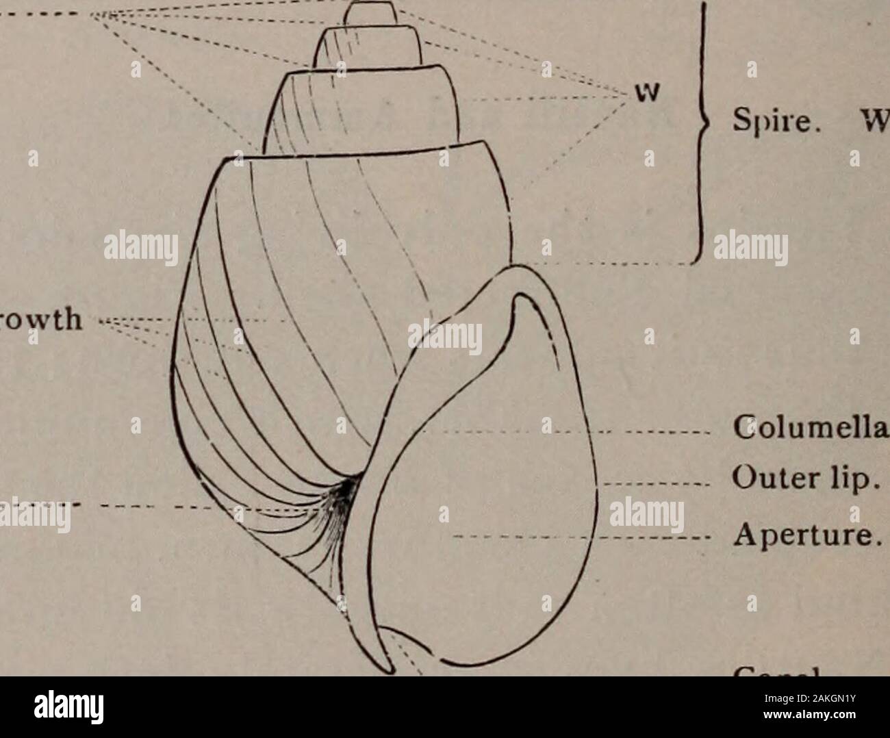 Storia naturale di animali; . red-decorticati Ceph-alopods che vivevano nei mari secoli fa ; ofkinds centinaia di questi, da un pollice di un cantiere di diametro, arefound incastonata nella roccia. NAT. HIST. Un. - 14 2IO : Molluschi Gasteropodi. Lumache, o gasteropodi. Il termine mezzi di gasteropodi stomaco-footed e isgiven per questi animali perché il lato inferiore servesthem come una sorta di piede, per mezzo del quale essi creepalong. Ma questo piede non è in alcun modo correlata al thefeet del backboned animali. La maggior parte del tratto gastro-pods hanno un guscio; e come tale è fatta di solo onepiece, o valvola, essi sono spesso chiamati Univalv Foto Stock