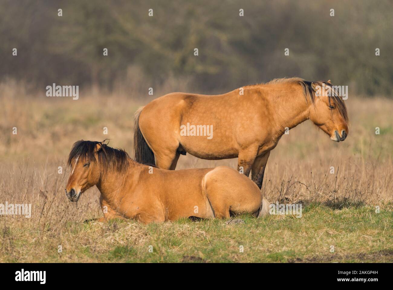 Francia, Somme, Baie de Somme Le Crotoy, Henson cavalli nelle paludi, questa razza è stata creata nella baia di Somme per la passeggiata equestre e eco-pascolo Foto Stock