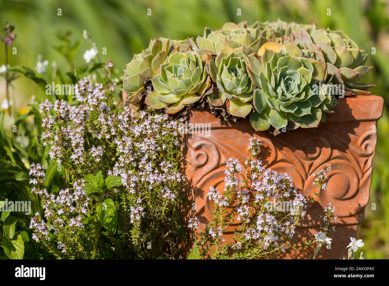 Francia, Somme, Baie de Somme, Saint-Valery-sur-Somme, l'Erbario è un giardino arroccato sui bastioni della città medievale, che una volta era il giardino delle monache e ha mantenuto un melo e secolare di uva spina, il giardino, costituito da tre terrazze, fu restaurato nel 1995 da una associazione di volontariato che continua a mantenere e si può aprire al pubblico Foto Stock