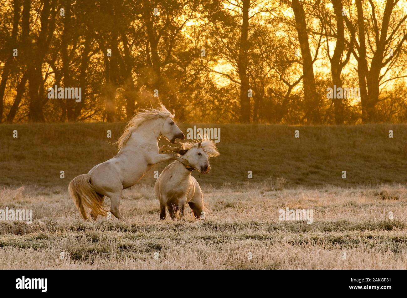 Francia, Somme, la baia della Somme, Noyelles-sur-mer, come il giorno si alza e il primo gelo è arrivato, due stalloni Camargue iniziano una serie di giochi e insegue Foto Stock